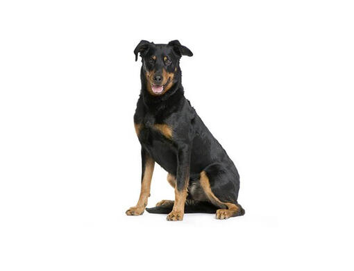 Beauceron for orders